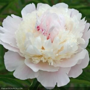 Божур Мадам кичест ароматен бял с жълто в гърлото и розово покрая - Paeonia Mme Calot Божур Мадам кичест ароматен бял с жълто в гърлото и розово покрая - Paeonia Mme Calot