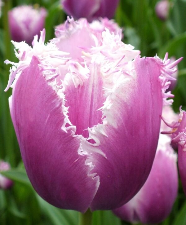 Едно от най-красивите създадени синьо ресничесто лале - Tulip Cummins fringed
