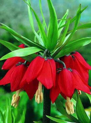 Фритилария кралска червена акцент в градината - Fritilaria imperialis rubra