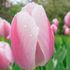 Награден сорт лале не изчезва през годините Олиолес - Tulip Ollioules