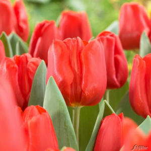 Лале огнено червено класическо Ескейп - Tulip escape