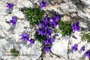 Кампанула лилава и почвопокривна най-подходяща за алпинеуми и саксии - Campanula Saxifraga