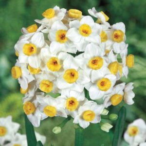Много ароматен нарцис Лавина от 20 цвята - Narcissus Avalanche