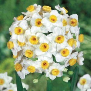 Много ароматен нарцис Лавина с 20 цвята подходящ и за саксия - Narcissus Avalanche 3
