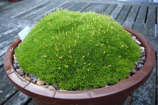 Склерантус тревен мъхест килим за алпинеуми - Scleranthus biflorus ssp. uniflorus Knawel Cushion