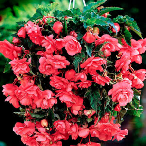 Бегония висяща и каскадна розова - Begonia pendula cascade pink