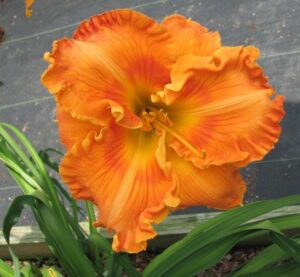 Повторно цъфтящ Хемерокалис Франк Смит - Hemerocallis Frank Smith Повторно цъфтящ Хемерокалис Франк Смит - Hemerocallis Frank Smith