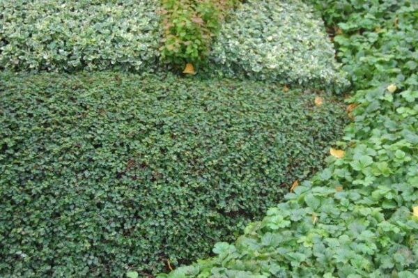 Мичела многогодишно превъзходен тревен килим за сянка - Mitchella repens Partridge Berry