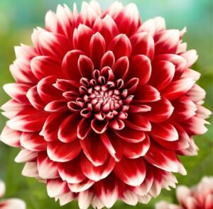 Далия снежна бура в червено и бяло - Dahlia red and white Fubuki Далия снежна бура в червено и бяло - Dahlia red and white Fubuki
