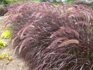 Най-красивата и бързорастяща червена трева фаворит на градинарите в саксия 15 см - Pennisetum red