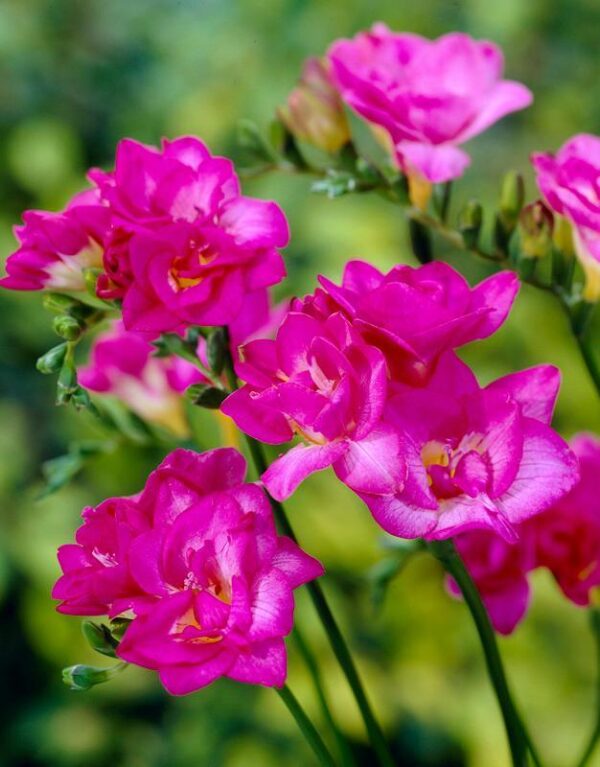 Фрезия аромат за вашия дом кичеста романтично розова - Fresia double pink