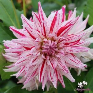 Далия Ментов бонбон хитов сорт от който не ще откъснете поглед - Dahlia mick's peppermint Далия Ментов бонбон хитов сорт от който не ще откъснете поглед - Dahlia mick's peppermint