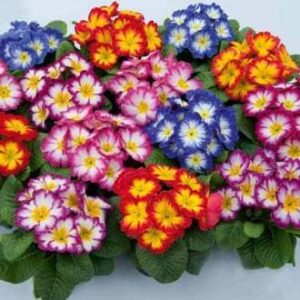 Примула двуцветна смес с едри цветове 264 броя вкоренен разсад - Primula Starflame mix