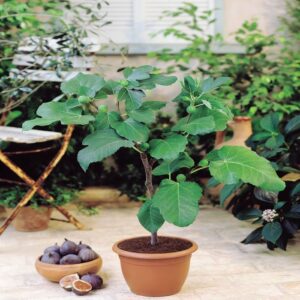 Нискостеблена смокиня с превъзходен вкус - Ficus carica (Fig)