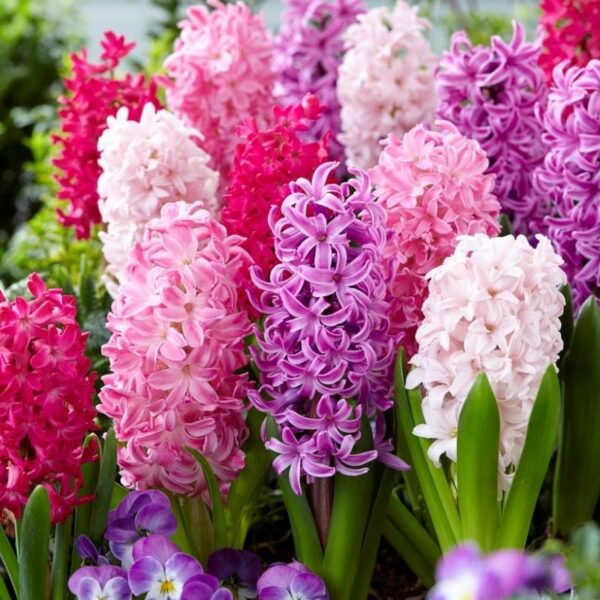 Зюмбюл романтична колекция - Hyacinth pink red and purple