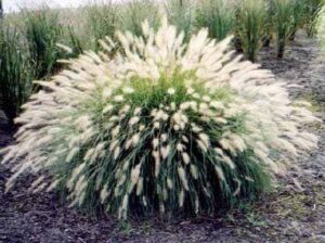 Най-красивата зимоустойчива и лесна за отглеждане декоративна трева - Pennisetum villosum Fluffy