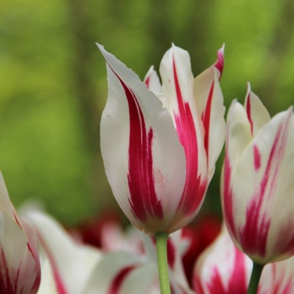 Лале екстравагантно и двуцветно Мерилин - Tulip Marylin
