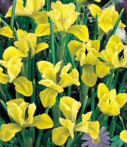 Ирис многогодишен жълт ароматен нискостеблен - Iris species Danfodaie