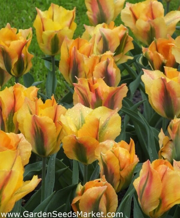 Многогодишно лале Носител на медал Златен артист не изчезва - Tulip golden artist