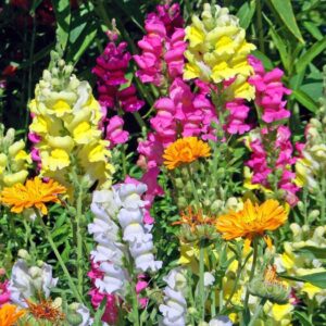Кученца супер ранни ниски и ароматни 50 броя семена смес - Snapdragon Snappy mix Кученца супер ранни ниски и ароматни 50 броя семена смес - Snapdragon Snappy mix