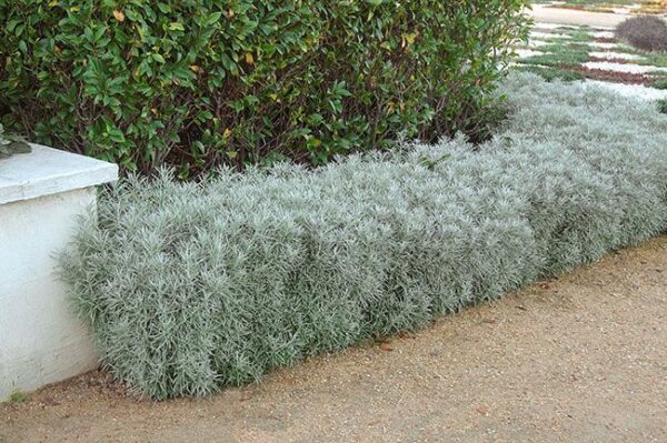 Хелихризум ароматен сребрист акцент в градината многогодишен - Helichrysum thianshanicum