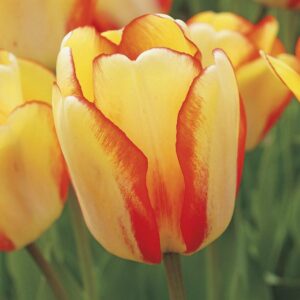 Лале Пролетна красота дарвинов хибрид не изчезващ през годините - Tulip beauty of spring