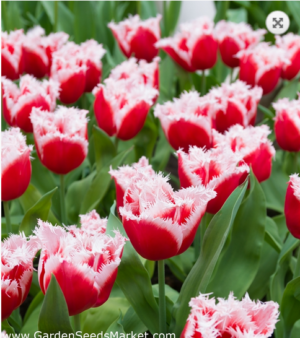 Най-секси от ресничести лалета Канаста - Tulip Canasta Най-секси от ресничести лалета Канаста - Tulip Canasta