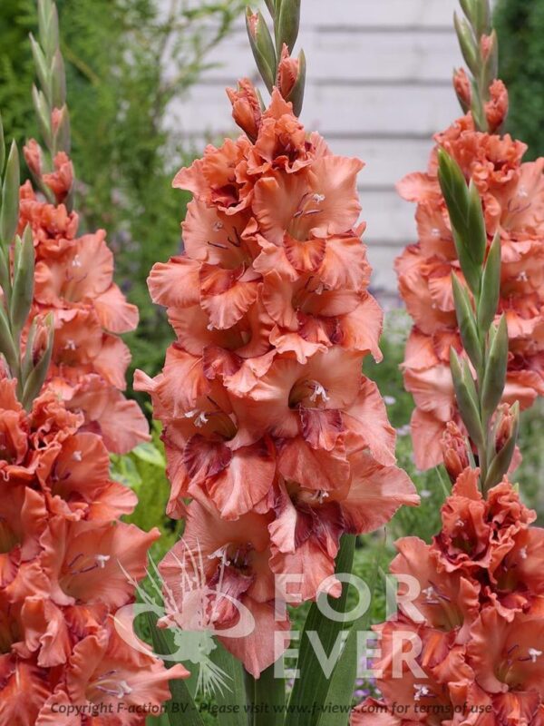 Гладиол Уфа с къдрави ярко червени цветове - Gladiolus Ufa