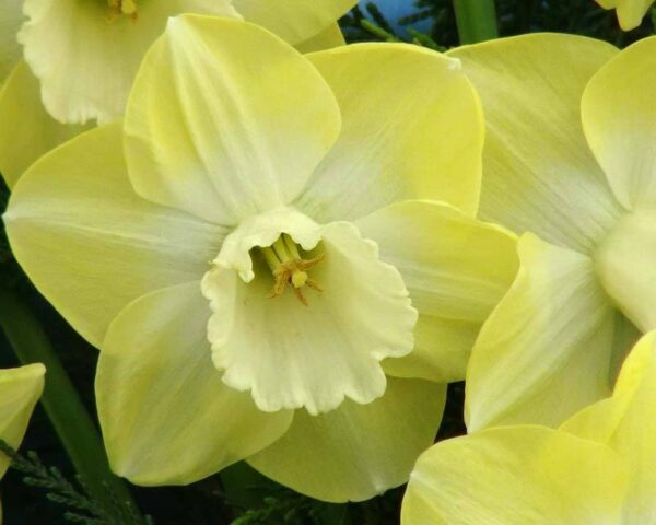 Нарцис нестандартен със супер едър 10 см. лимонен цвят и бяла лула - Narcissus Cairngorm