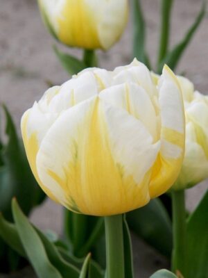 Лале кичесто бяло с жълто ароматно Горящата Евита - Tulip Flaming Evita Лале кичесто бяло с жълто ароматно Горящата Евита - Tulip Flaming Evita