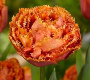 Лале хем кичесто хем ресничесто бронзово оранжево - Tulip Sensual touch