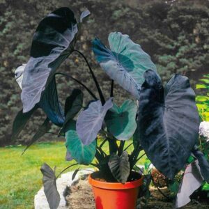 Колоказия Черна магия - Colocasia esculenta 'Black Magic'