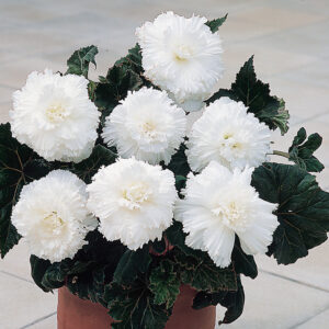 Бегония за сенчести места с огромни ресничести цветове - Begonia fimbriata white