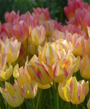 Лале букет четворно двуцветно Антоанет - Tulip Antoinette