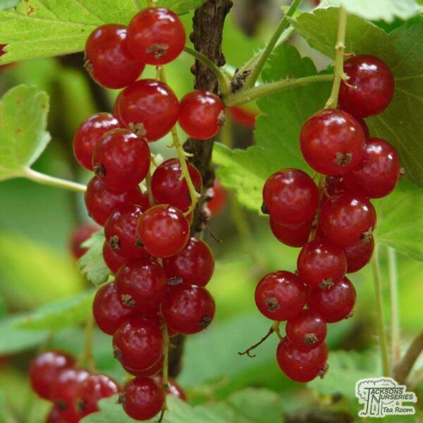 Френско червено грозде - Ribes rubrum (Red currant)