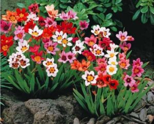 Многогодишен спараксис за алпинеуми и слънце Арлекиново цвете - Sparaxis tricolor