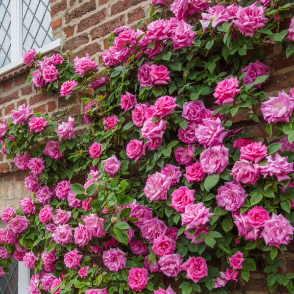 Роза увивна ароматна с кичест розов цвят в саксия 15 см - Climbing pink rose