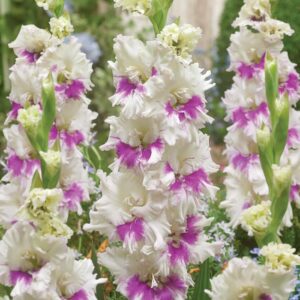 ГЛАДИОЛ КЪДРАВ КИРОВ - GLADIOLUS KIROV ГЛАДИОЛ КЪДРАВ КИРОВ - GLADIOLUS KIROV