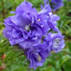 Кампанула кичеста синя многогодишна семена - Campanula flore plena blue Кампанула кичеста синя многогодишна семена - Campanula flore plena blue