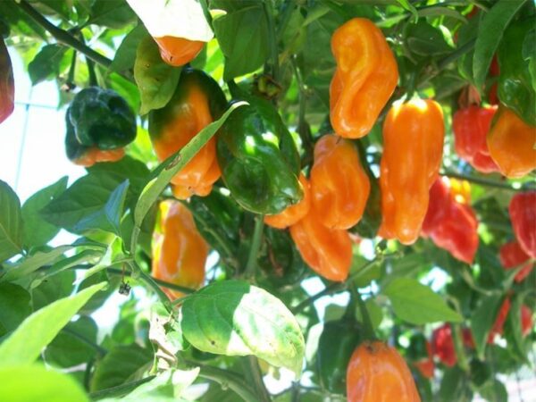 Пипер за ценители най - лютият сорт Хабанеро жълт червен или оранжев - Pepper hot Habanero