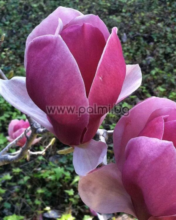 Магнолия зимоустойчива за ценители градинари - Magnolia Susan