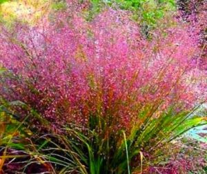 Многогодишен Ерагростис Любовна трева очарователно красива - Eragrostis spectabilis