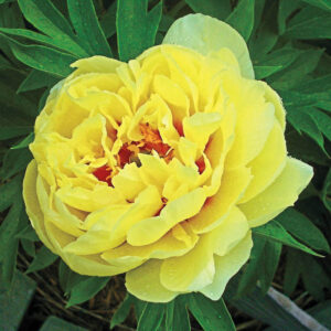 Божур Очарование дървовиден цъфти с над 50 цвята жълто с червено - Paeonia Itoh Yellow border charm Божур Очарование дървовиден цъфти с над 50 цвята жълто с червено - Paeonia Itoh Yellow border charm