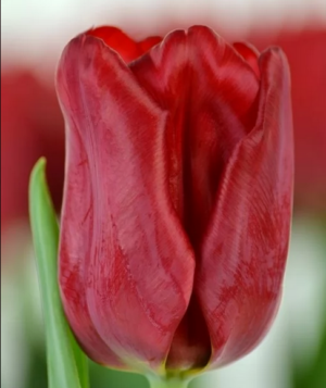 Лале Сийдов в разкошно червено за градини и саксии - Tulip Seadov