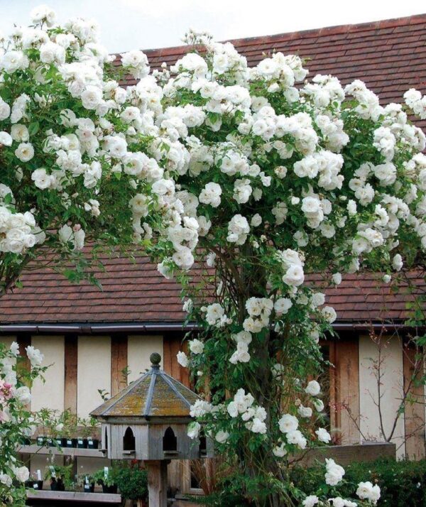 Увивна бяла силно ароматна роза - Climbing white rose