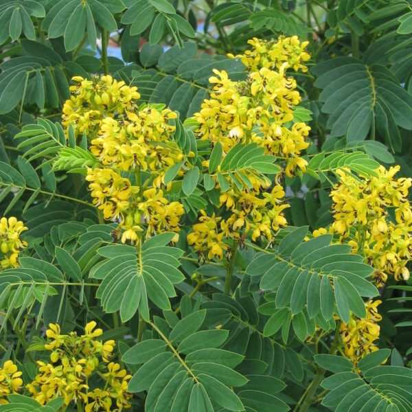 Сена майчин лист или Касия ароматен многогодишен храст - Cassia hebecarpa /Senna/