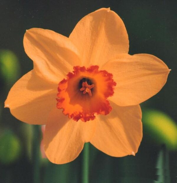 Единственият оранжев нарцис с червена лула - Narcissus Altruist