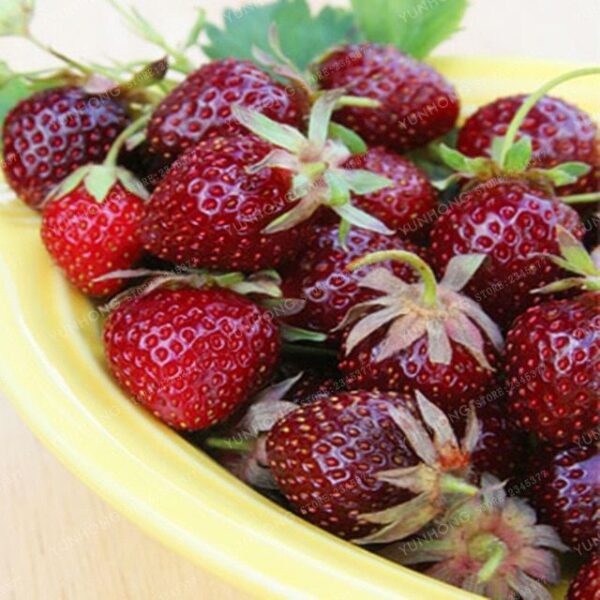Най-сладката ягода за сладко с малинено червен цвят - Strawberry cherry berry