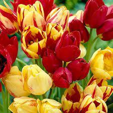Лале многоцветно тройно букетно смес - Tulip multiflowering mix