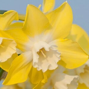 Нарцис многогодишен ароматен и троен камбанен звън - Narcissus Pipit